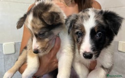 Border Collie perros en venta: Camada de Border collie  - Imagen 2