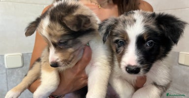 Border Collie perros - Anuncio 3