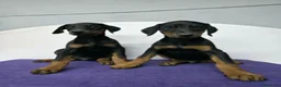 Dobermann perros en venta: Doberman  - Anuncio 1