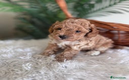 Caniche Toy perros en venta: CANICHE TOY MACHO - Imagen 5