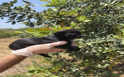 Chihuahua perros en venta: Hembra chihuahua negra  - Imagen 3