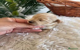 Maltipoo perros en venta: MALTIPOO MACHO - Anuncio 12