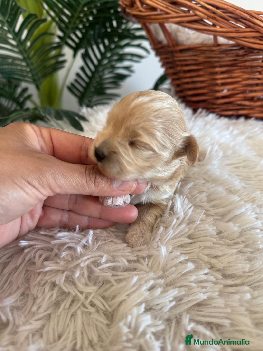 Maltipoo perros en venta: MALTIPOO MACHO - Anuncio 12