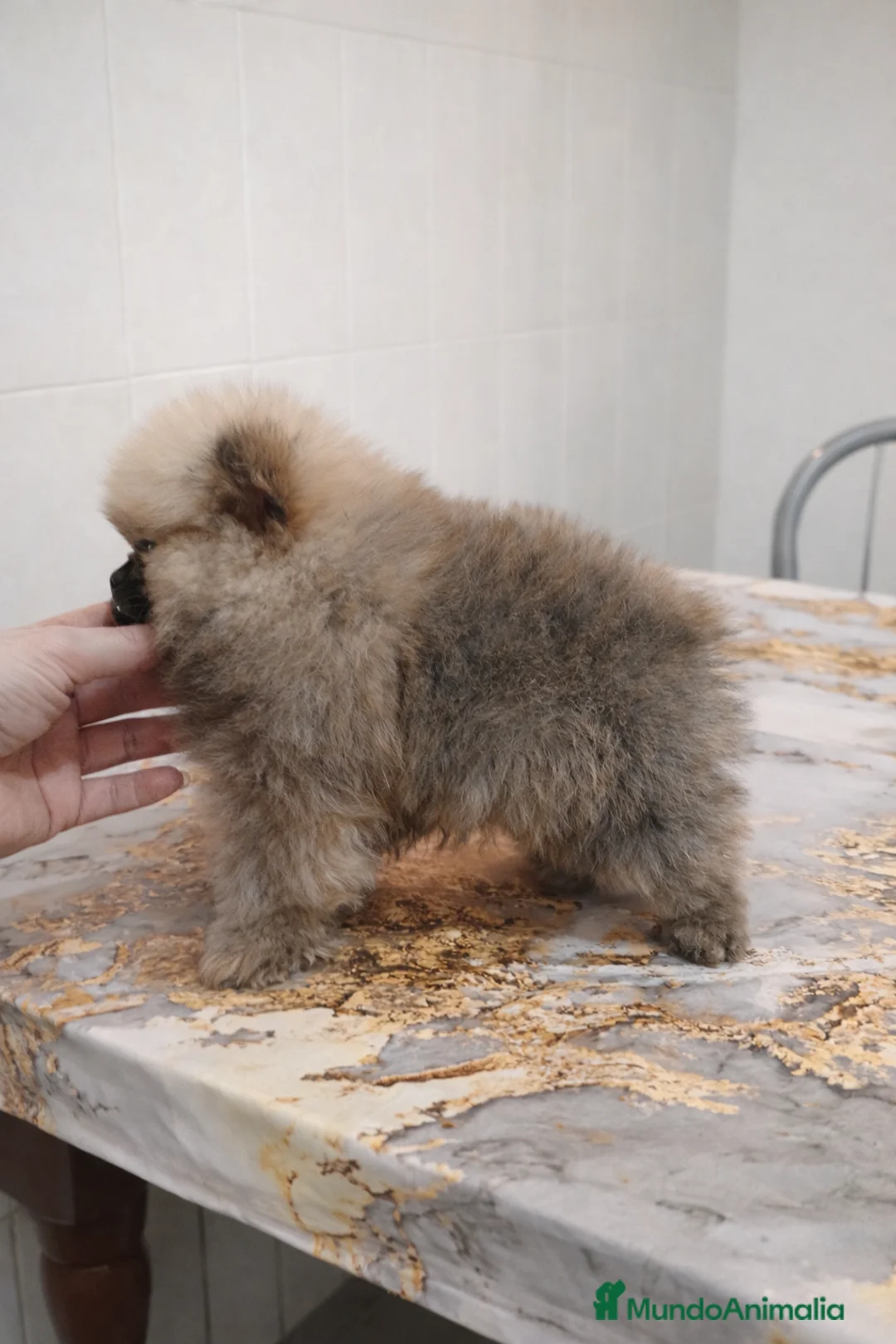 Pomerania perros en venta: “Pomerania Mini Peluche – Últimos 2” - Anuncio 1