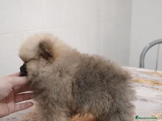 Pomerania perros “Pomerania Mini Peluche – Últimos 2” - Anuncio 9
