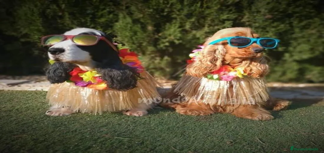 Imagen de galería {{count}}