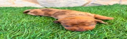 Teckel Miniatura perros en venta: Teckel Miniatura merle chocolate - Anuncio 15