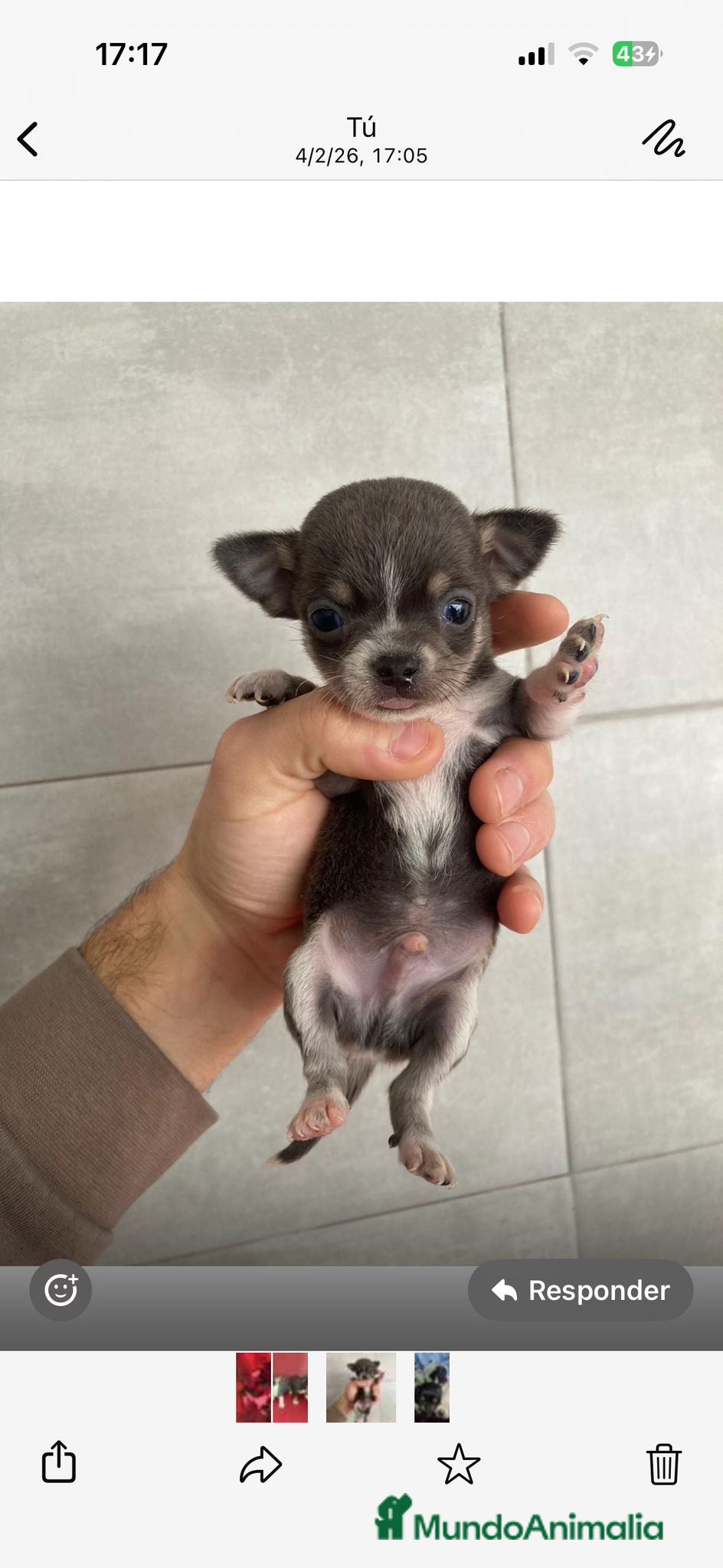 Chihuahua perros Chihuahua toys disponible  - Anuncio 1