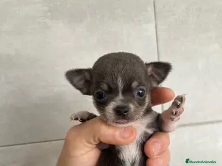 Chihuahua perros Chihuahua toys disponible - Anuncio 1