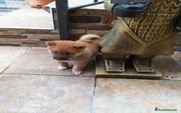 Shiba Inu perros en venta: Shiba inu - Imagen 4