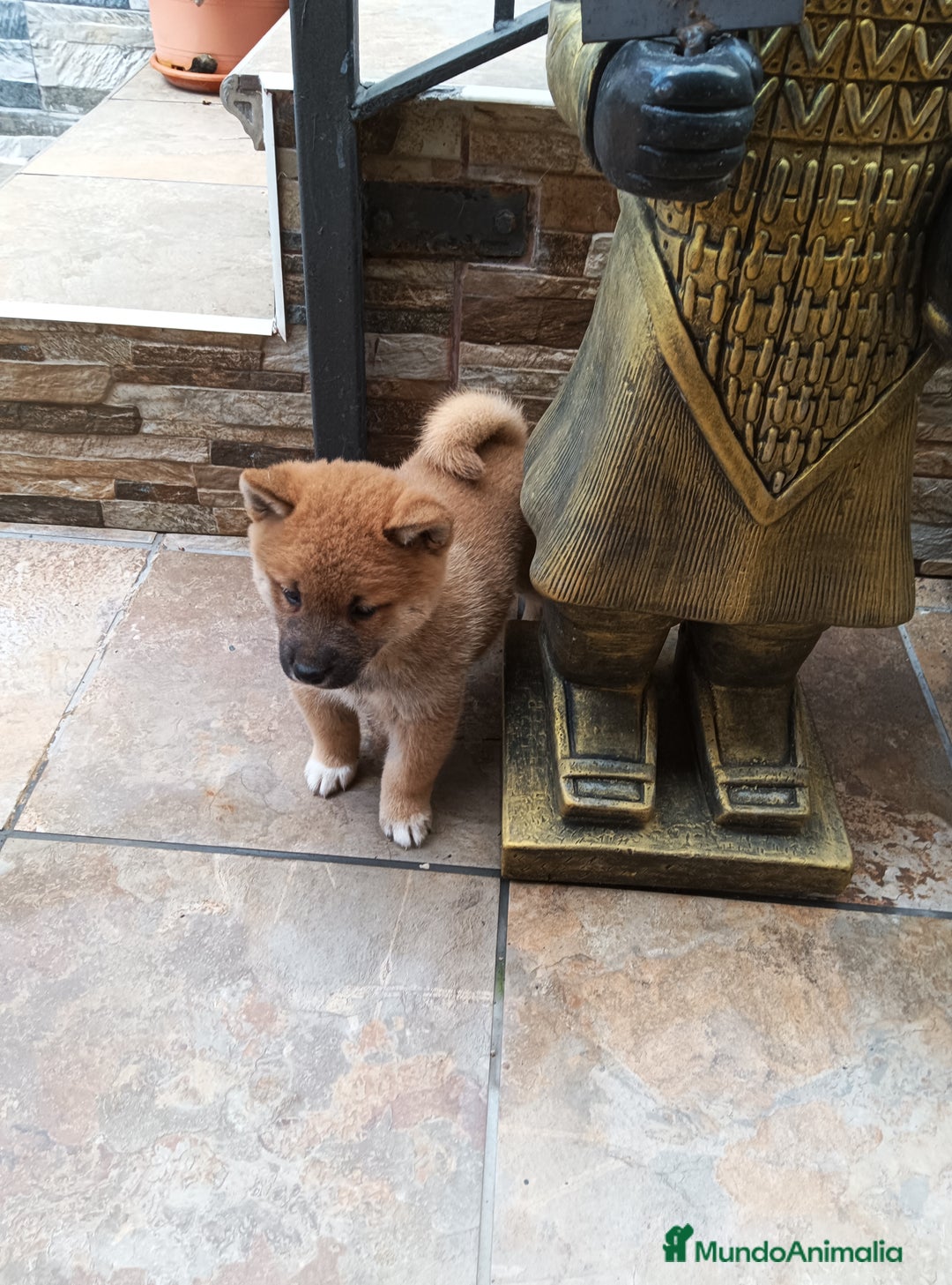 Shiba Inu perros en venta: Shiba inu - Imagen 4