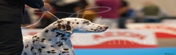 Dálmata perros para monta: dalmata macho para montas en Ciudad Real - Anuncio 4