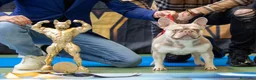 Bulldog Francés perros para monta: Bulldog frances New Sade en Madrid - Anuncio 6