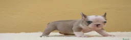 Bulldog Francés perros en venta: Cachorros de Bulldog Frances  - Anuncio 4