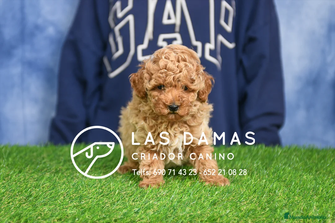 Caniche Enano perros en venta: Caniche Enano - Anuncio 2