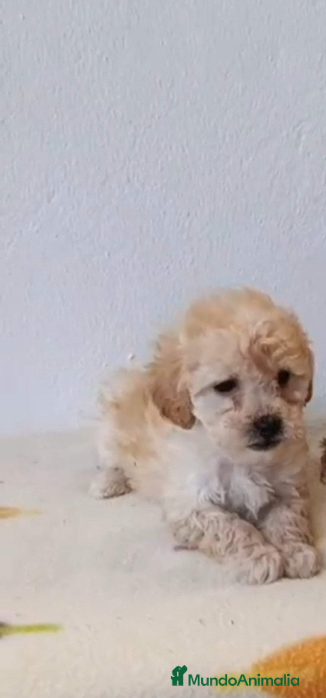 Caniche Toy perros en venta: Caniche toy  - Anuncio 10