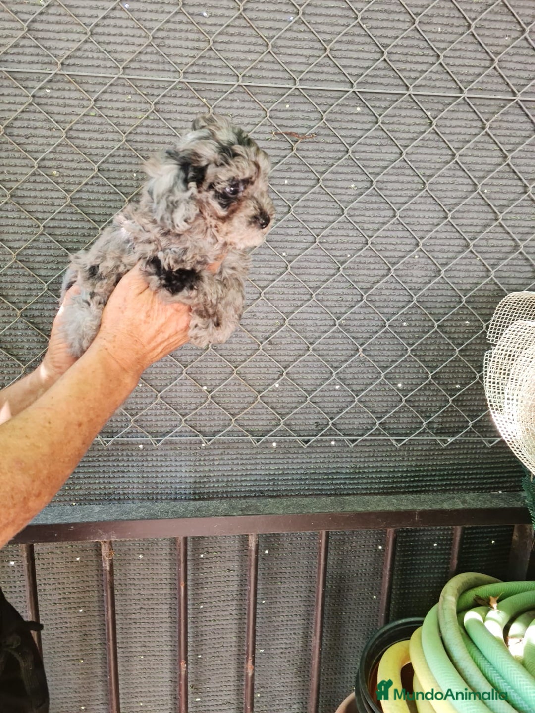Caniche Toy perros en venta: Hembra caniche toys  - Imagen 6