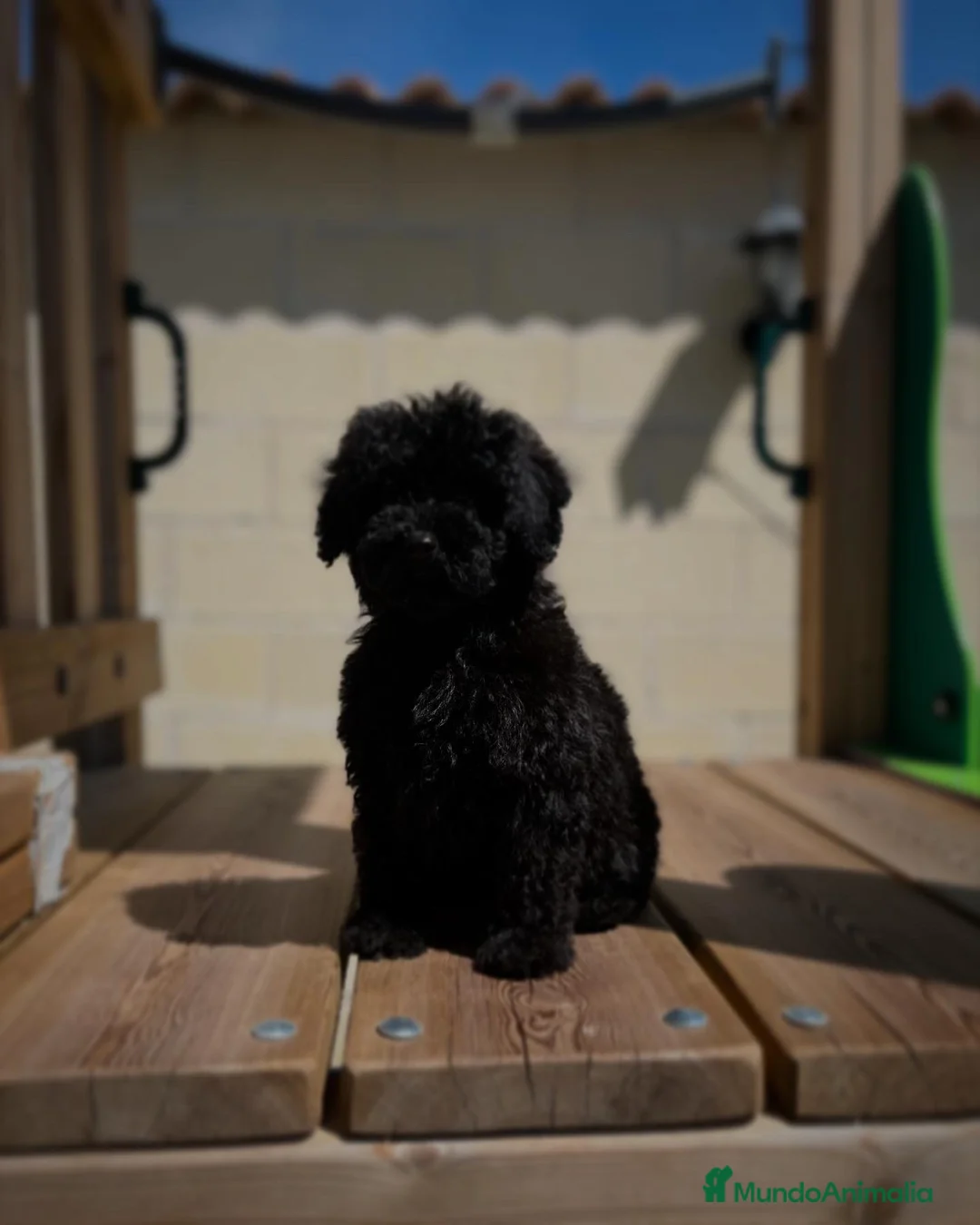 Caniche Toy perros en venta: Caniche negro  - Anuncio 3