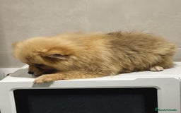 Pomerania perros en venta: Pomerania  - Anuncio 3