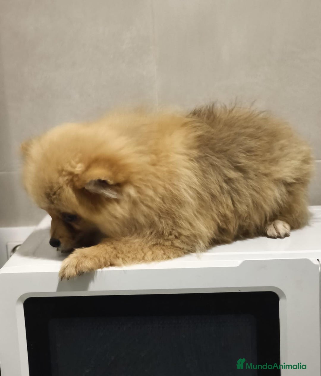 Pomerania perros en venta: Pomerania  - Anuncio 3