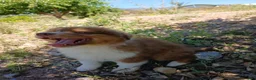 Pastor Australiano perros en venta: CACHORRO PASTOR AUSTRALIANO  - Anuncio 2