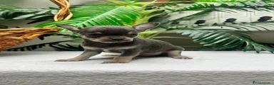 Chihuahua 1