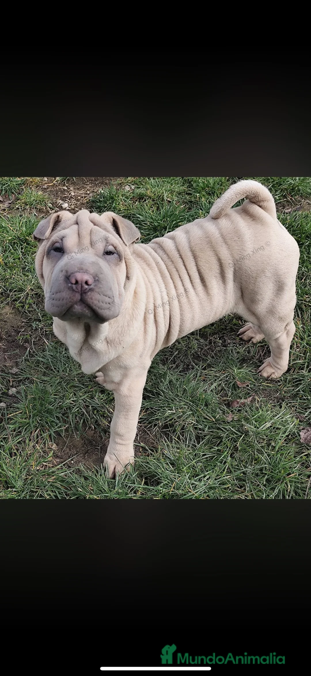 Shar Pei perros en venta: Cachorros shar pei Barcelona (Cataluña) - Anuncio 6