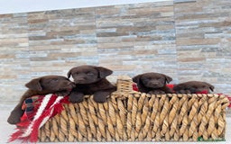 Labrador Retriever perros en venta: Cachorros de Labrador chocolate  - Imagen 5