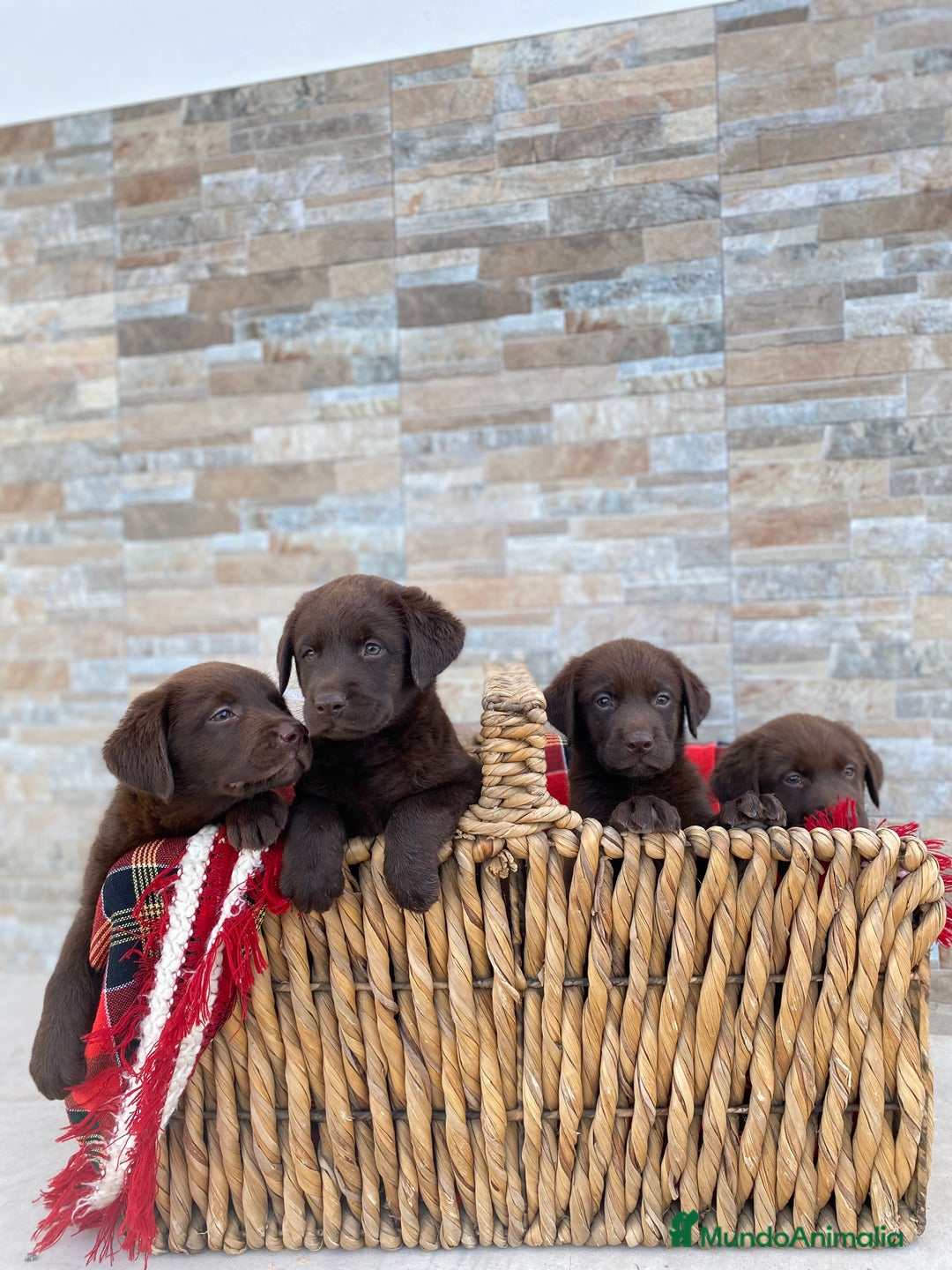 Labrador Retriever perros en venta: Cachorros de Labrador chocolate  - Imagen 5