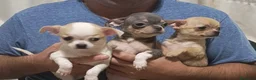 Chihuahua perros en venta: Preciosos chihuahuas mini en Valencia - Anuncio 1