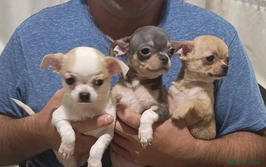 Chihuahua perros en venta: Preciosos chihuahuas mini en Valencia - Anuncio 1