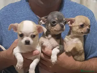 Chihuahua perros Preciosos chihuahuas mini - Anuncio 1