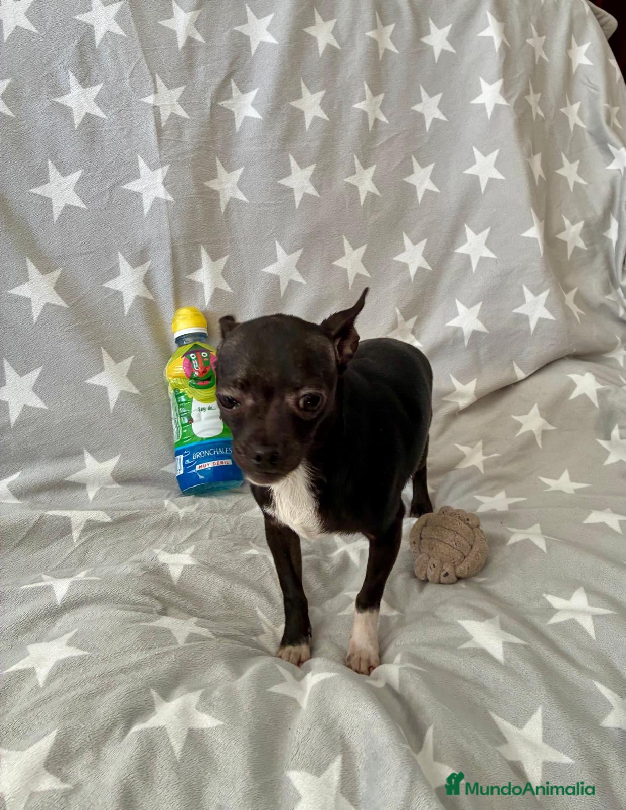 Chihuahua perros Chihuahua toy  - Anuncio 1