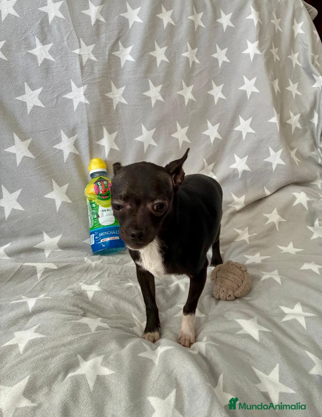 Chihuahua perros en venta: Chihuahua toy  - Anuncio 1