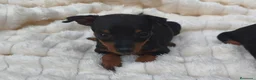 Pinscher Miniatura perros en venta: MINI PINSCHER TOY - Anuncio 2