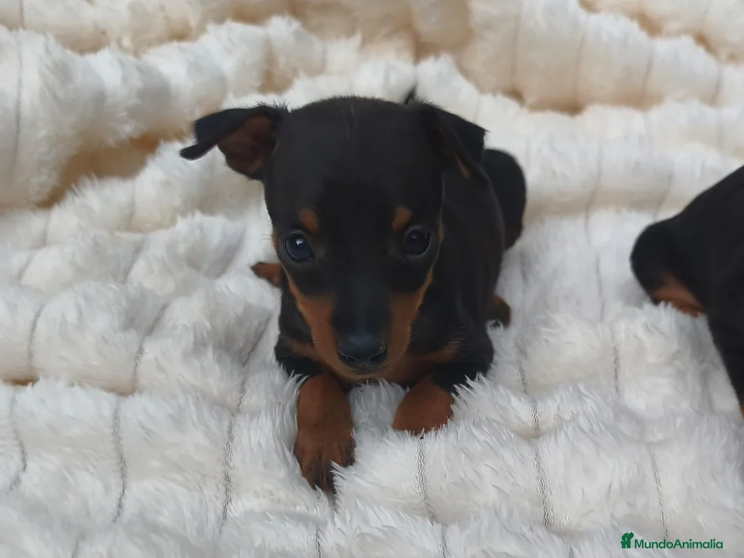 Pinscher Miniatura perros en venta: MINI PINSCHER TOY - Anuncio 2