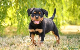 Rottweiler perros en venta: NO SON SIMPLEMENTE CACHORROS DE ROTTWEILER… - Imagen 2