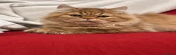 Británico de Pelo Largo gatos en venta: Hembra British Longhair  - Anuncio 4