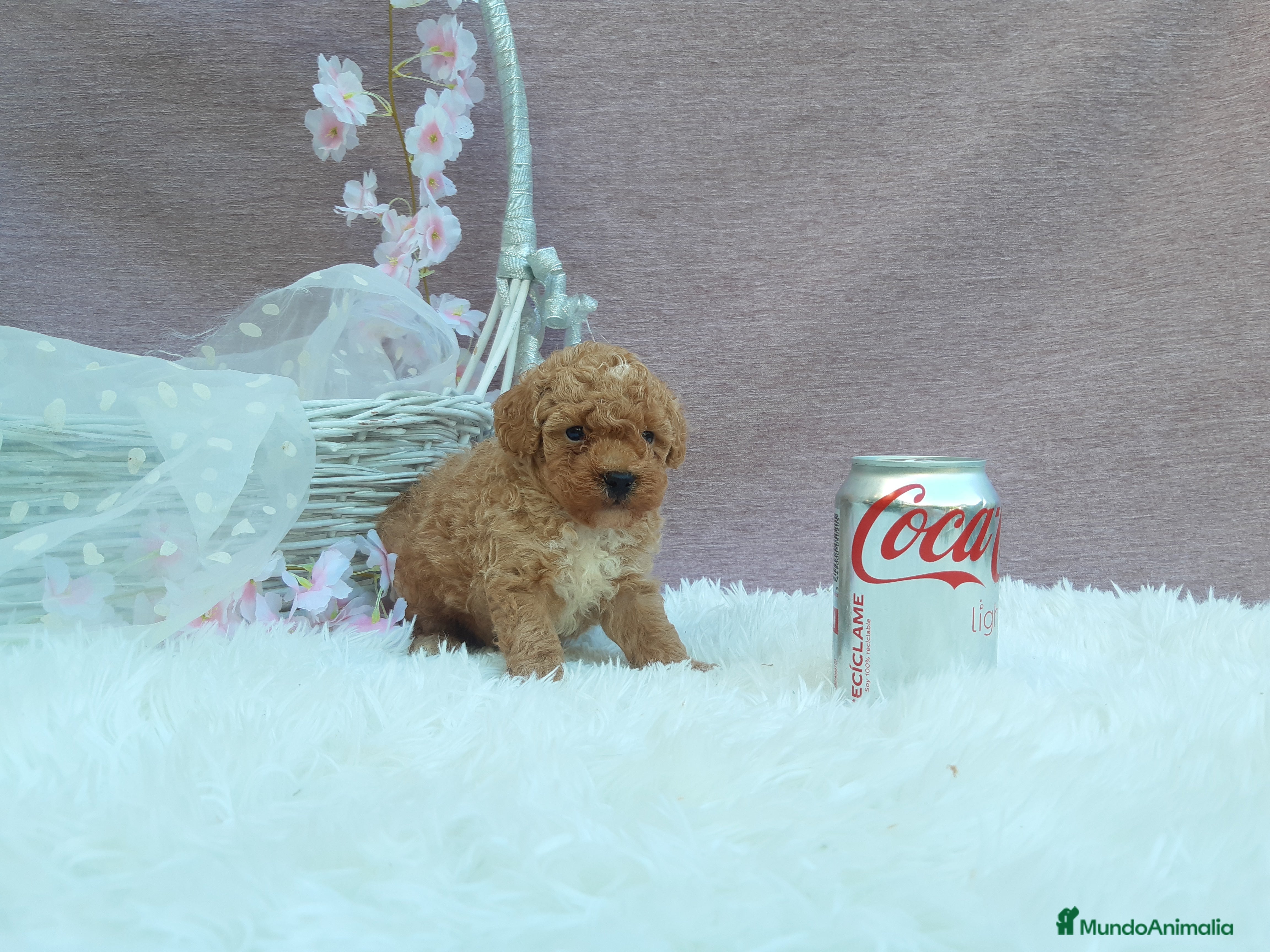 Caniche Toy perros caniche y maltipol  - Anuncio 1