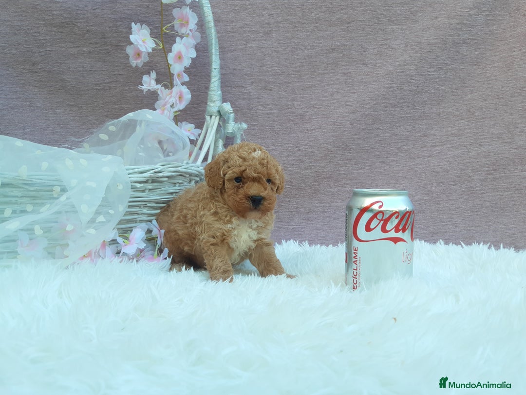 Caniche Toy perros en venta: caniche y maltipol  - Anuncio 1