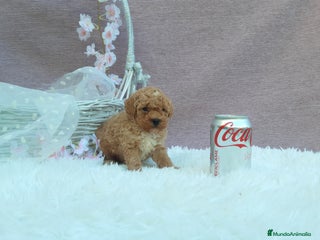 Caniche Toy perros caniche y maltipol - Anuncio 1