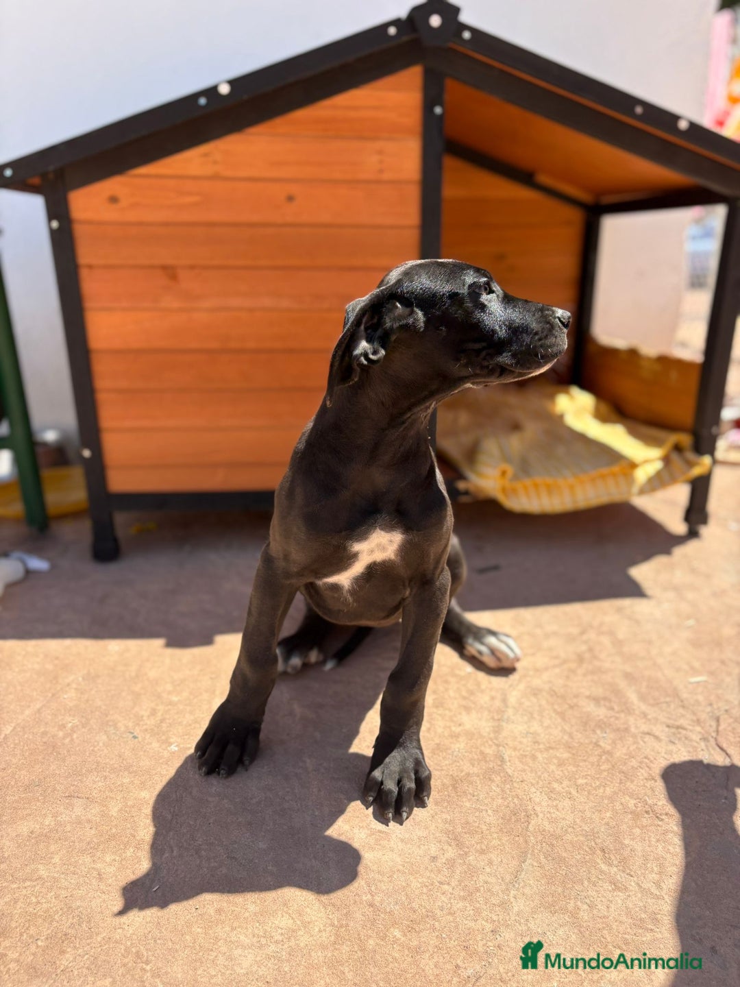 Dogo Alemán perros en venta: OPORTUNIDAD GRAN DANES HEMBRA - Imagen 12