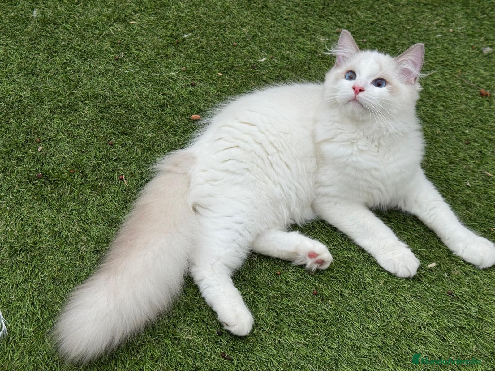 Ragdoll gatos Camada gatitos ragdoll - Anuncio 1