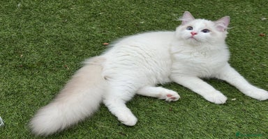 Ragdoll gatos Camada gatitos ragdoll - Anuncio 4