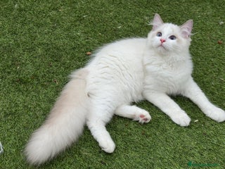 Ragdoll gatos Camada gatitos ragdoll - Anuncio 2