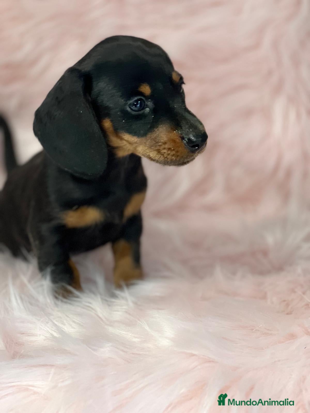 Teckel Miniatura perros Teckel negro fuego en Barcelona - Anuncio 2
