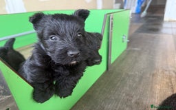 Scottish Terrier perros en venta: Scottish Terrier  - Imagen 1
