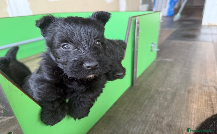 Scottish Terrier perros - Propaganda 8