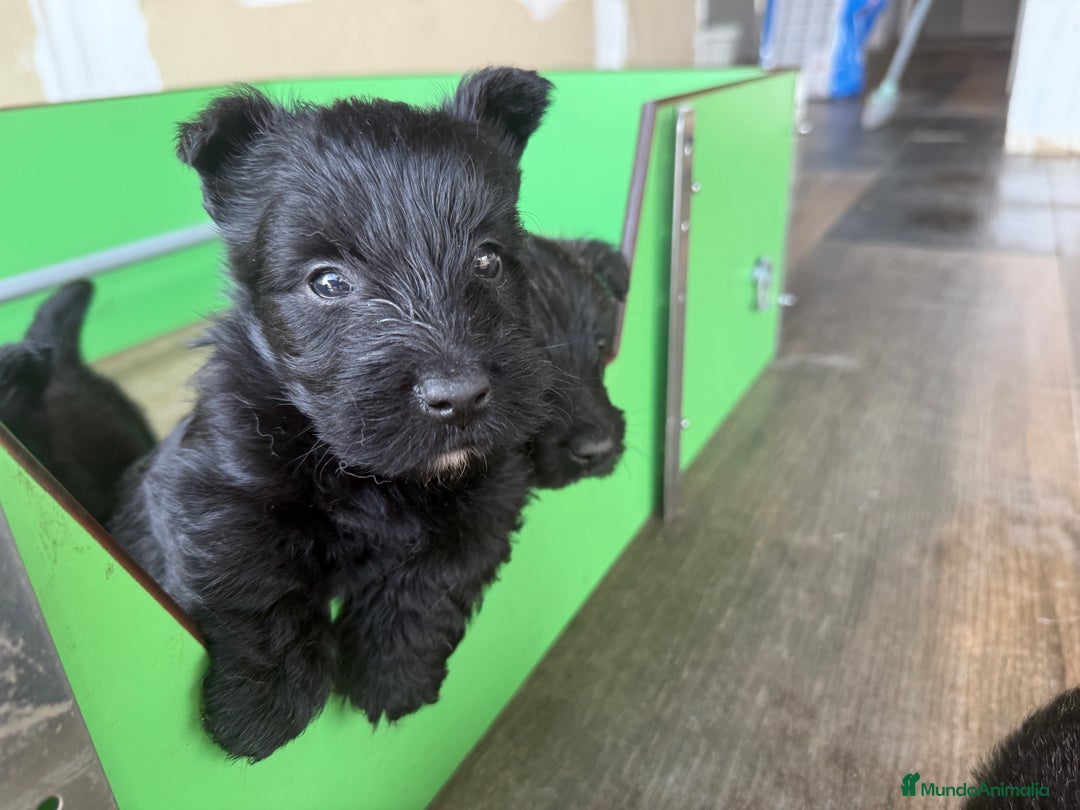 Scottish Terrier perros en venta: Scottish Terrier  - Imagen 1