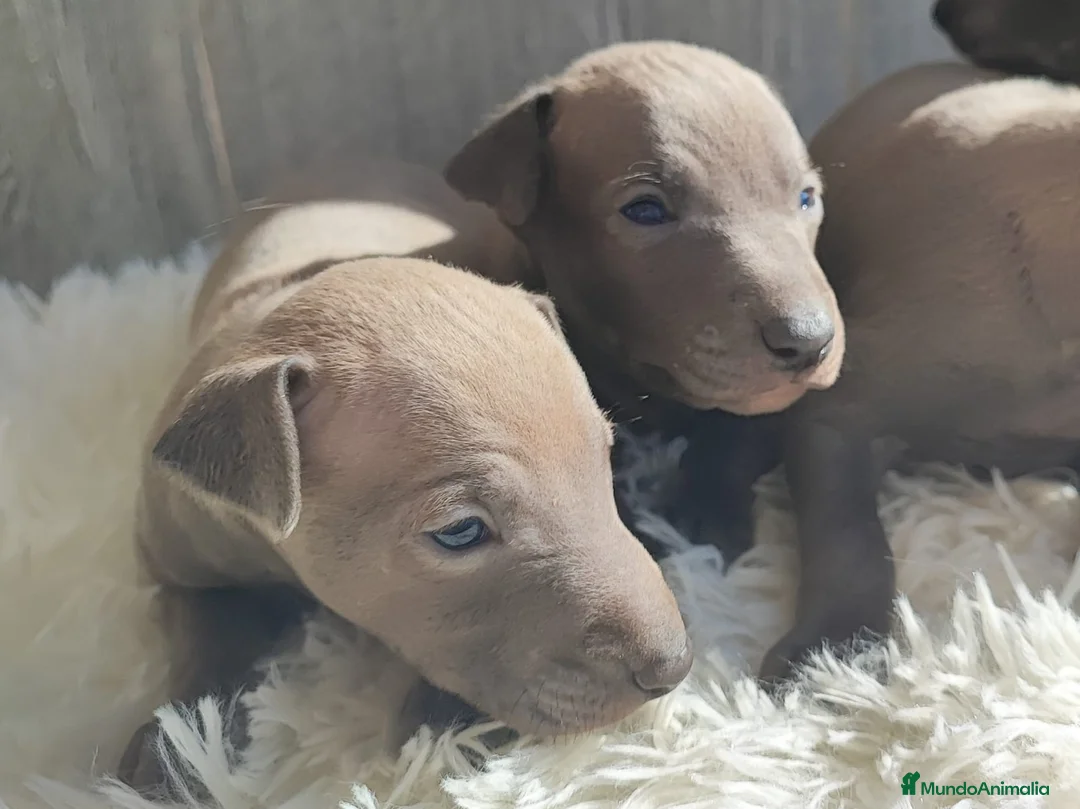 Pequeño Lebrel Italiano perros en venta: GALGO ITALIANO. PEQUEÑO LEBREL ITALIANO - Anuncio 1